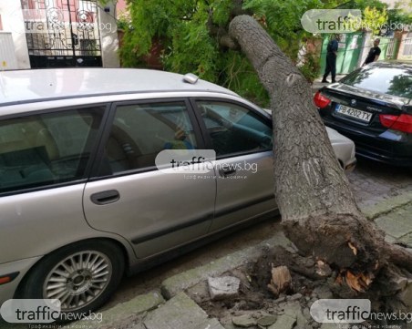 Дърво падна върху автомобил в центъра на Пловдив