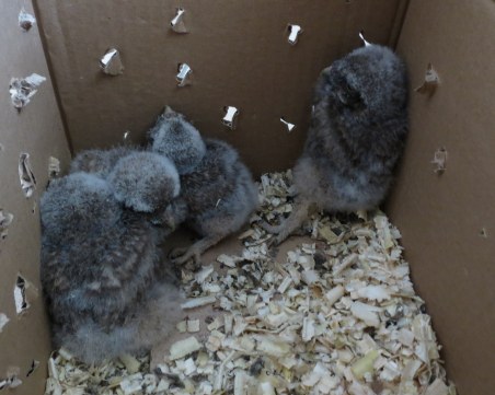 Спасиха бедстващ щъркел, сови и кукумявки в Пловдив