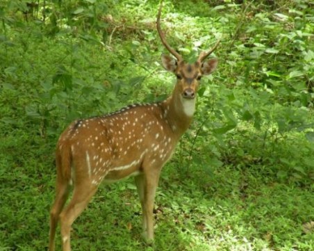 Спасиха давещо се сръндаче в река Дунав