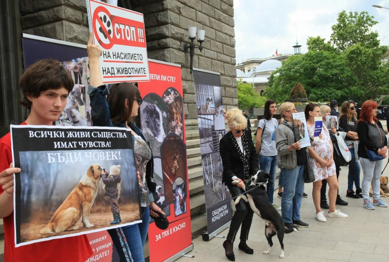 Протест срещу агресията над животни. Граждани поискаха работеща зоополиция