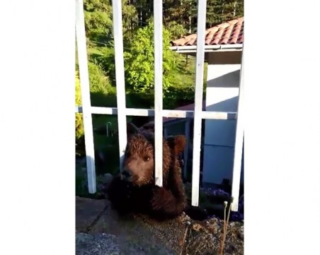 Четиримесечно мече се озова в двор на къща в Пернишко, загубило се е!