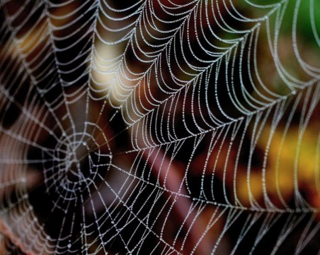 Паяците – основен индикатор за наличието на негативна енергия в дома