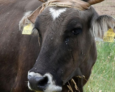 Легендарната крава Пенка ще ражда, кръщават телето на британски депутат