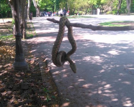 Отровна змия плъзна в Морската градина във Варна, изплаши граждани