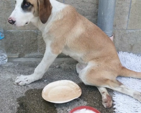 Мъж блъсна куче в Сандански и веднага след инцидента избяга