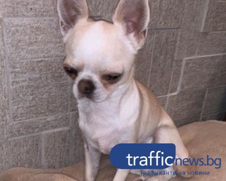 Еди изчезна! Някой виждал ли е кученцето?