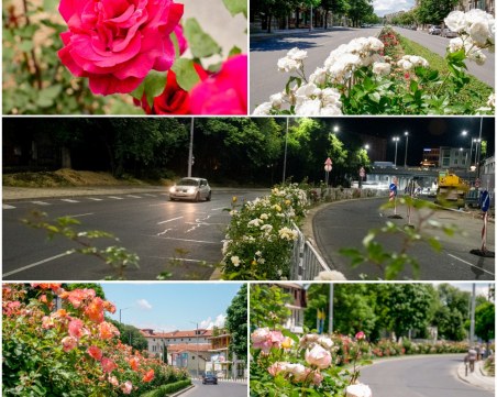 Булевардите в Пловдив се превърнаха в розови градини. Насладете им се!