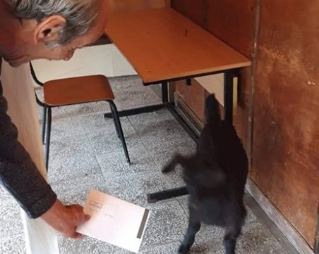 Коза се опита да гласува в Койнаре