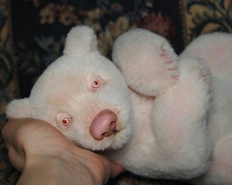 За първи път: Панда албинос бе заснета в китайски резерват