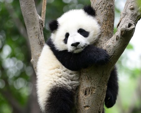 Заснеха панда албинос в Китай. Вижте я!