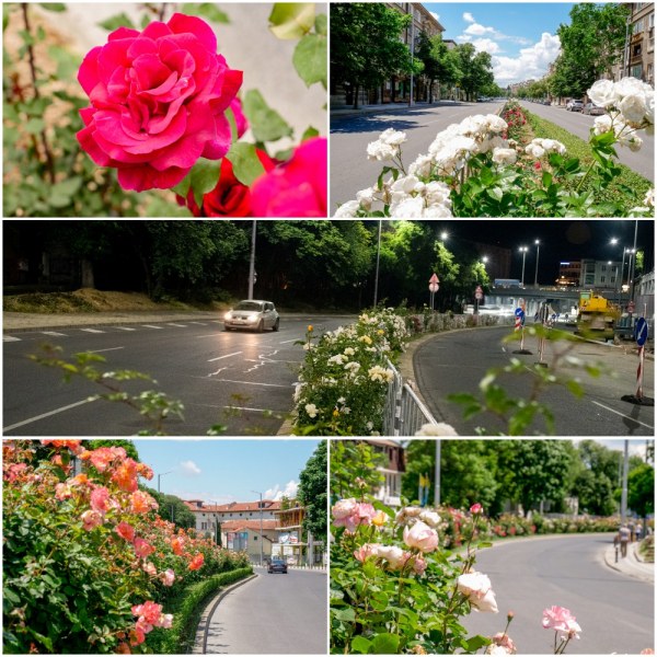 Булевардите в Пловдив се превърнаха в розови градини. Насладете им се!