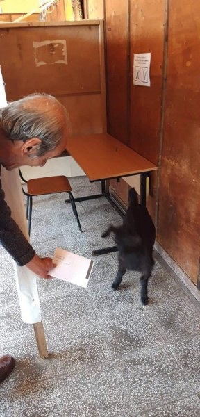 Коза се опита да гласува в Койнаре