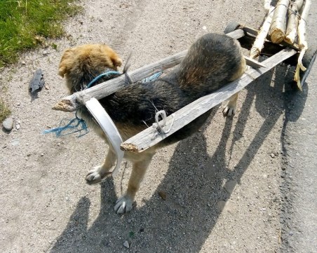 Жестокост! Деца впрегнаха куче, за да тегли дърва