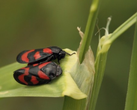Искате ли да следите за слюнки от насекоми? Търсят се доброволци!
