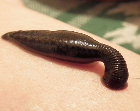 Мъж опита да внесе нелегално над 4 700 пиявици, глобиха го с 11 хил. долара