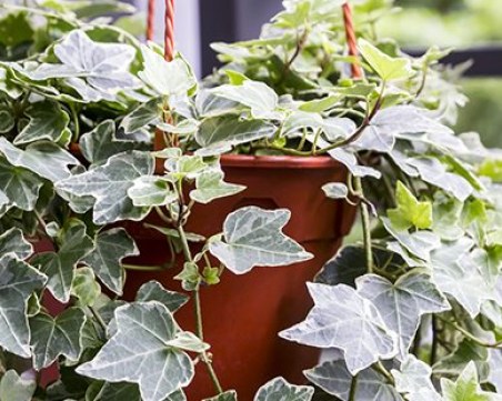 Домашни растения, които облекчават симптомите на алергия