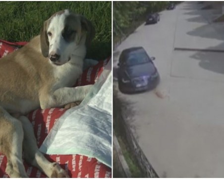 Прегазеното куче в Сандански – още е в клиника, може да го оперират