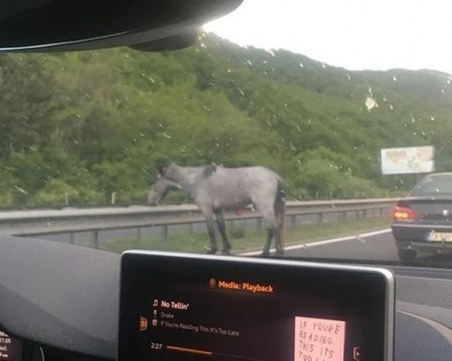 След удара с кон на 