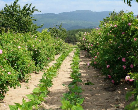 Започна търсенето на сезонни работници в Пловдивско