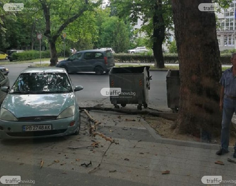 Клон се сгромоляса върху автомобил в Пловдив