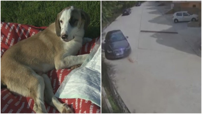 Прегазеното куче в Сандански – още е в клиника, може да го оперират