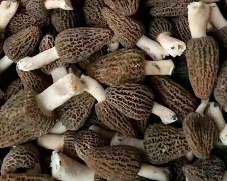 Дъждовете напълниха джоба на гъбарите, вадят по 100 лева на ден