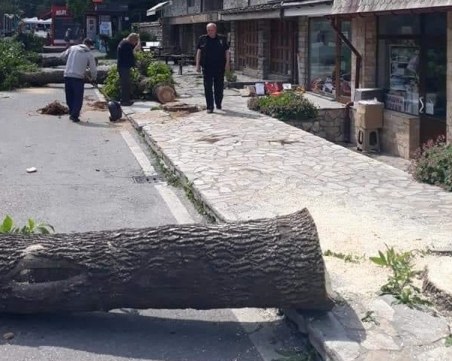 Над 20 дървета бяха отсечени в Банско. Защо?