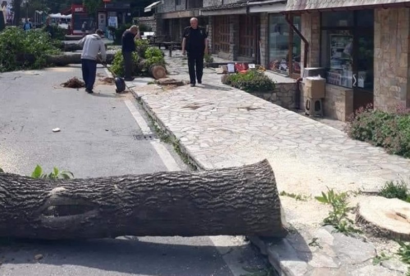 Над 20 дървета бяха отсечени в Банско. Защо?