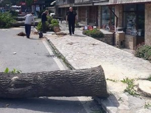 Над 20 дървета бяха отсечени в Банско. Защо?