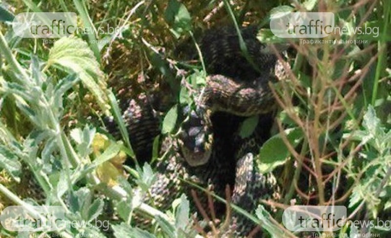 Огромна змия бе забелязана в района на тенис кортовете в Пазарджик