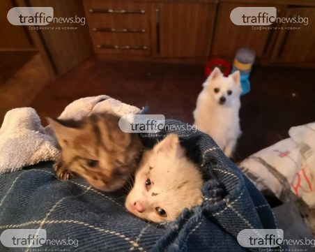 Браво! Двама младежи спасиха котенца, носени от потопа в Пловдив