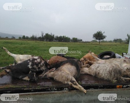 Илин Магарето гази кози и ярета наред, влезли му в розите СНИМКИ 18+