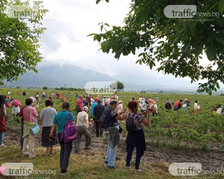 С гирлянди от рози и гюлова ракия започна розоберът в Казанлък