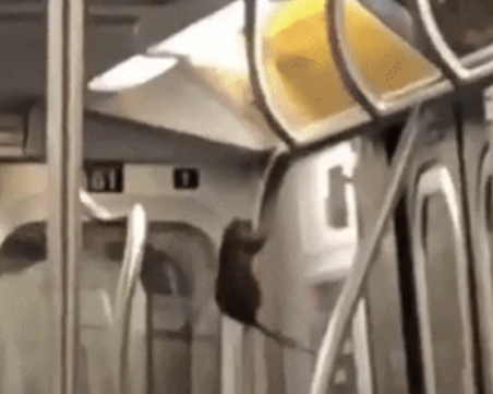 Плъх акробат тормози нюйоркчани в метрото