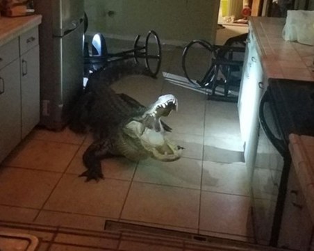 Пенсионерка в САЩ откри огромен алигатор в кухнята си посред нощ