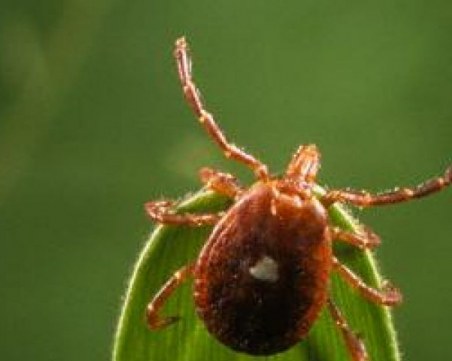 Внимание! Кърлежи ни атакуват на гробищата за Черешова задушница