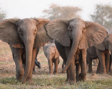 Слонове броят семки с хоботите си!