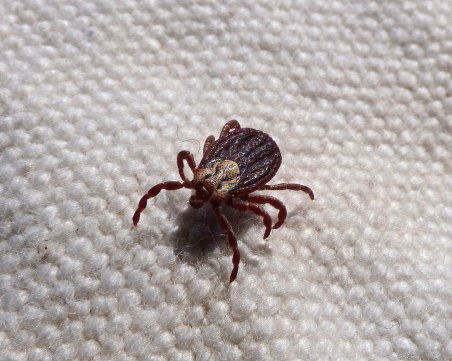 Рай за кърлежите след дъжда! 100 заразени – лаймска болест, марсилска треска...