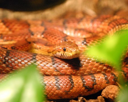 Пловдивчанин остана без домашните си любимци! Апаши му отмъкнаха змиите и игуаната