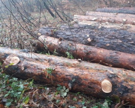Трудова злополука в кюстендилско село. Дървосекач смазан от бор