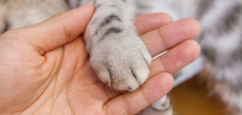Бездомна котка със смазани лапи проходи с титаниеви протези