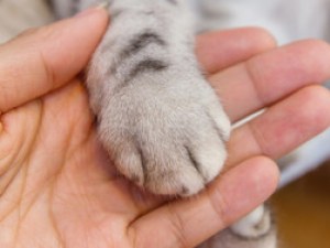 Бездомна котка със смазани лапи проходи с титаниеви протези