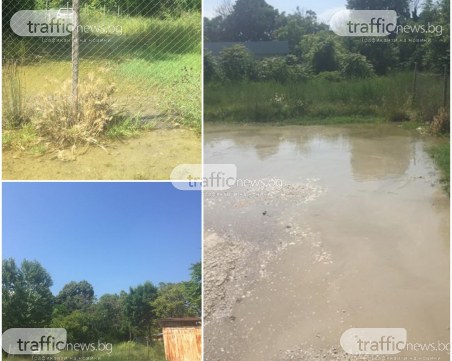 Лебедово езеро, но с жаби в Пловдив! Паркинг се пълни от месеци с вода