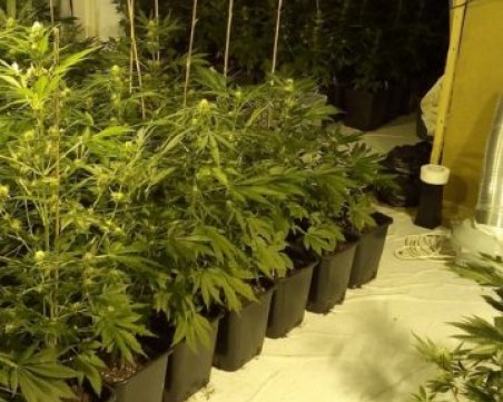 Софиянец с две оранжерии за канабис, едната в дома му