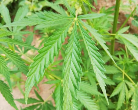 Канабис тук, канабис там... Марихуана вирее в Борисовата градина