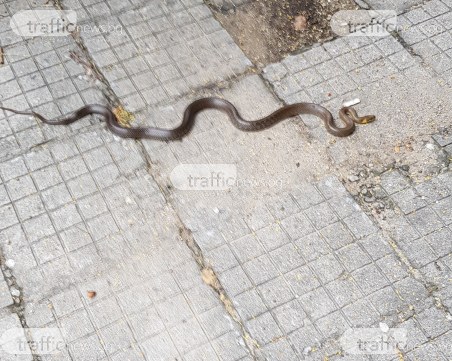 Змия изпълзя в Кючука, изплаши жителите на квартала