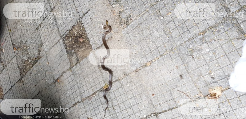 Змия изпълзя в Кючука, изплаши жителите на квартала