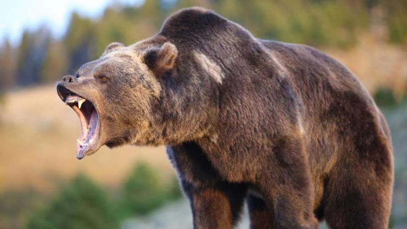 17 нападения от мечки в Баните! Убити са 35 животни