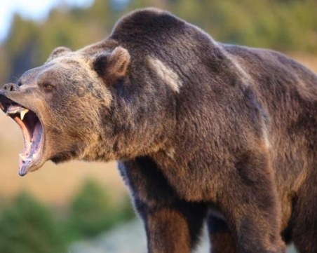 17 нападения от мечки в Баните! Убити са 35 животни