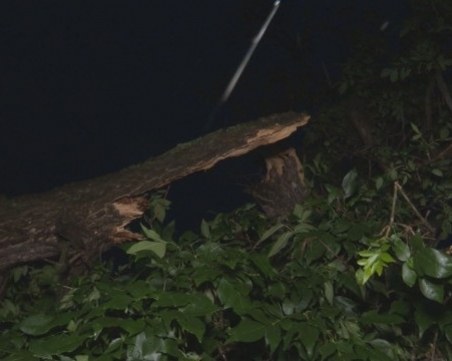 Нощна буря в Новозагорско: Паднали дървета, поразена продукция